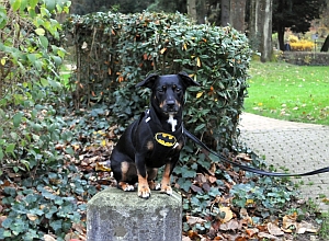 Gina mit Dexter
